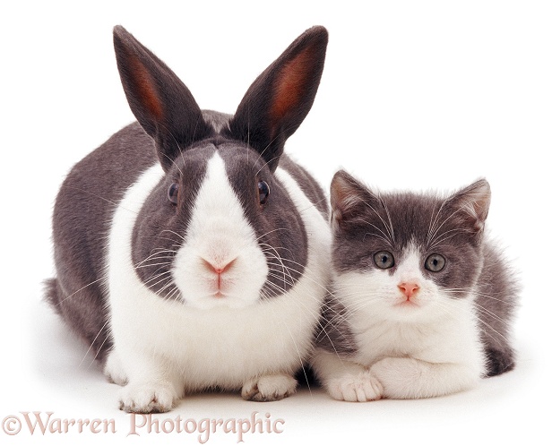 Blue Dutch rabbit and matching kitten, white background