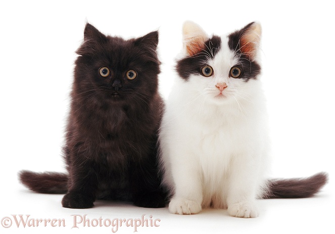 Black and black-and-white bicolour Chinchilla Persian-cross kittens, sitting, white background