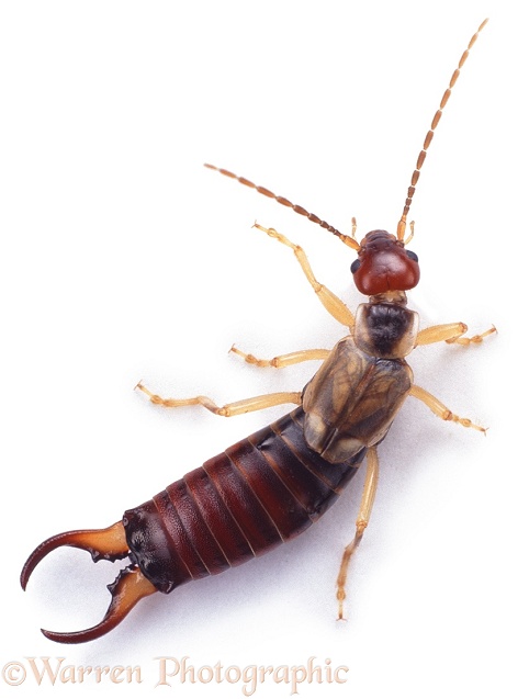 Common Earwig (Forficula auricularia) male, white background