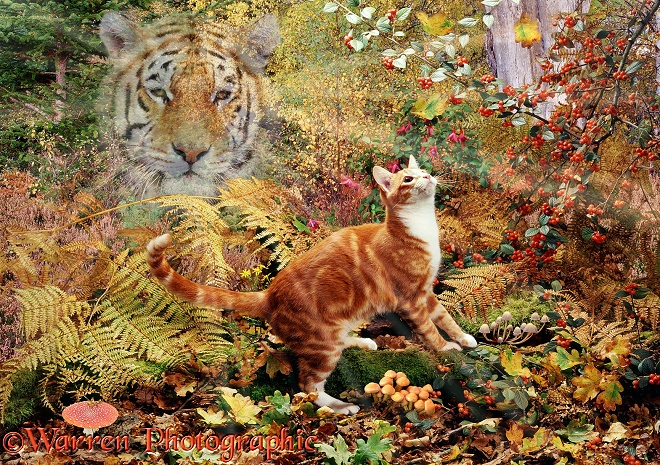 Ginger cat and Spirit Tiger jigsaw