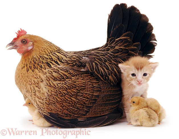 Bantam hen brooding her chicks, 1 day old, and a ginger kitten, 3 weeks old, white background