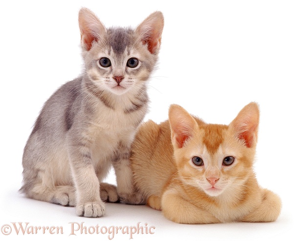 Pansy's ticked silver kitten Bella, with her red brother Ozzie, 10 weeks old, white background