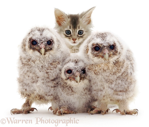 Baby Tawny Owls with kitten, white background