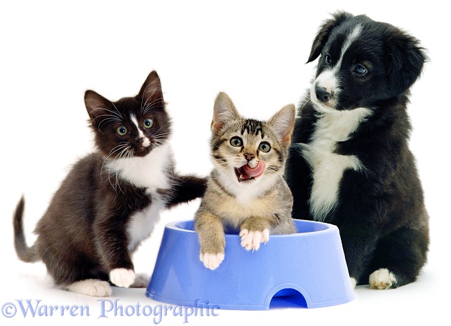 Border Collie puppy watching agouti and black-and-white kittens, 12 weeks old, playing in his blue dog-food bowl, white background