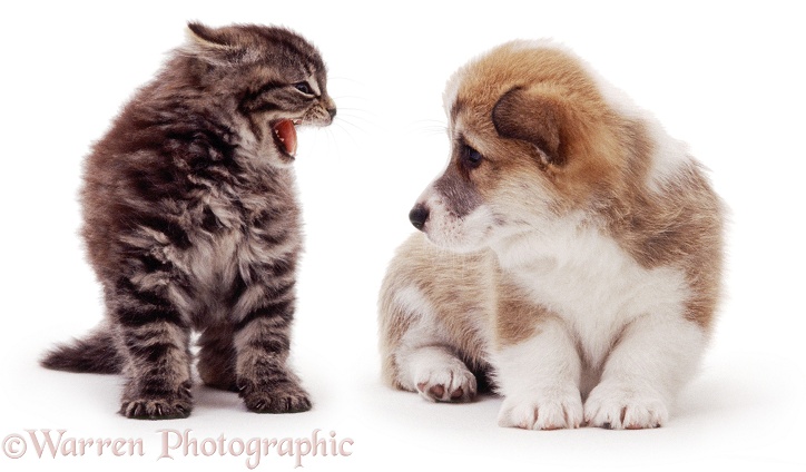 Kitten hissing at a Corgi pup, white background