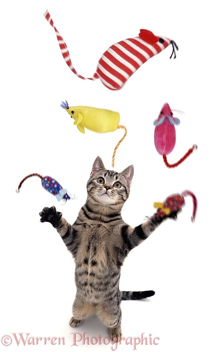 Cat juggling toy mice, white background