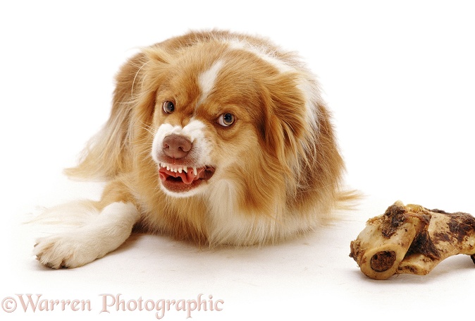 Red tricolour Border Collie Brak, snarling, with roasted marrow bone, white background