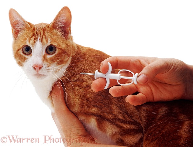 Implanting a microchip in red tabby cat, Dandy, white background