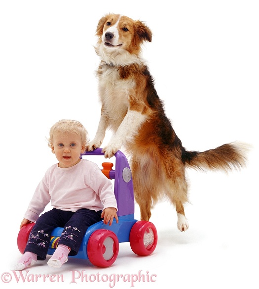 Siena, 13 months old, being pushed along on a plastic walker toy, by Border Collie dog, Bobby, white background