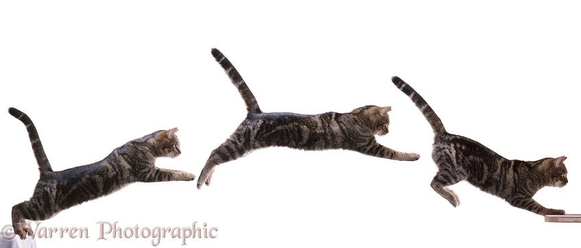 Tabby cat leaping a gap, three images, white background