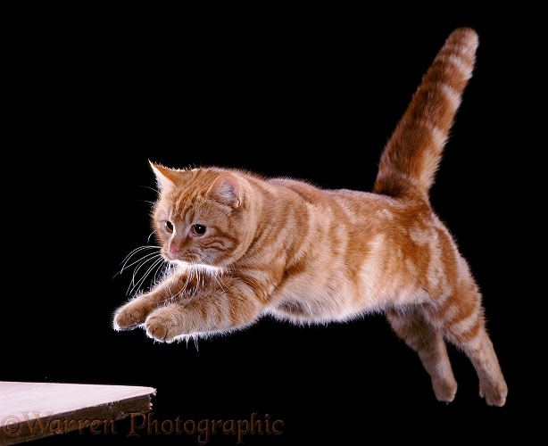 Ginger cat, Glenda, leaping a gap