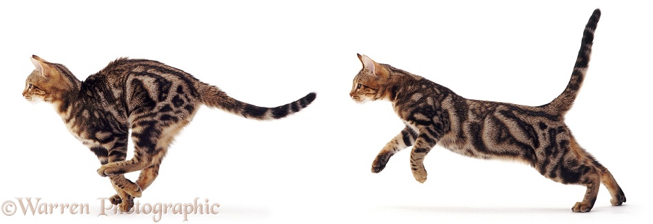 Brown classic or blotched tabby cat running, white background
