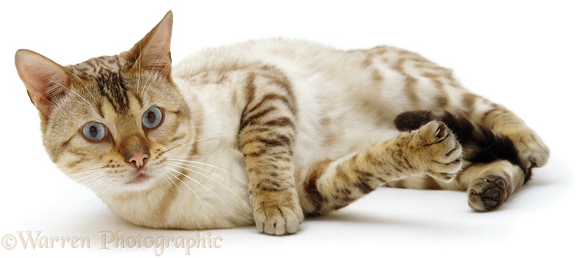 Blue-eyed Sepia-spotted Bengal male cat, Lynx, lying down, white background