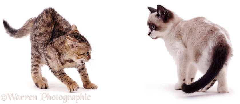 Snowshoe kitten Eyebright, meeting tabby kitten who snarls at him, white background