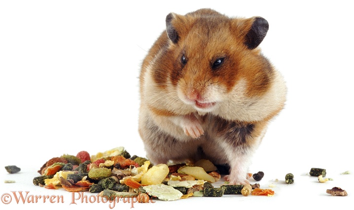Golden Hamster (Mesocricetus auratus) with cheek pouches stuffed full of food, white background