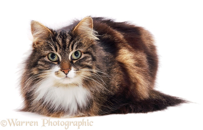 Longhaired Tabby-and-white cat, Molly, white background