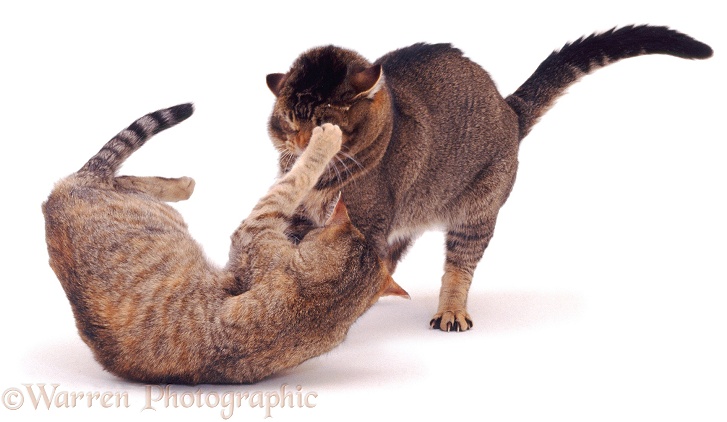 Tabby cat Dainty, turning on her mate Mowgli, white background