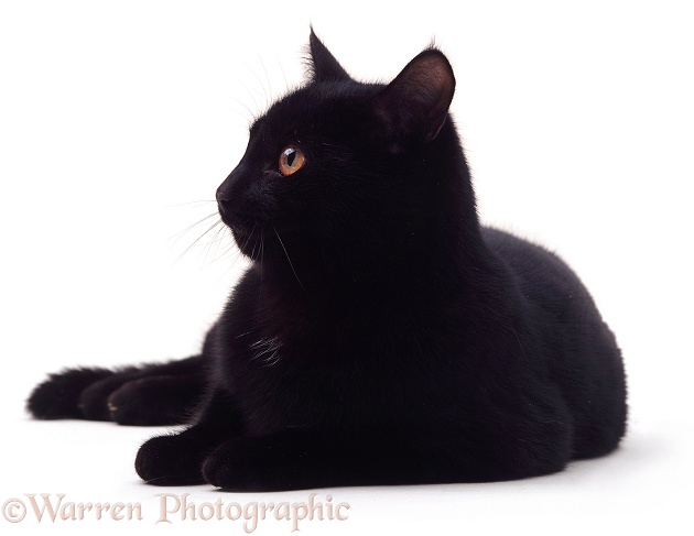 Portrait of black cat Salem, white background