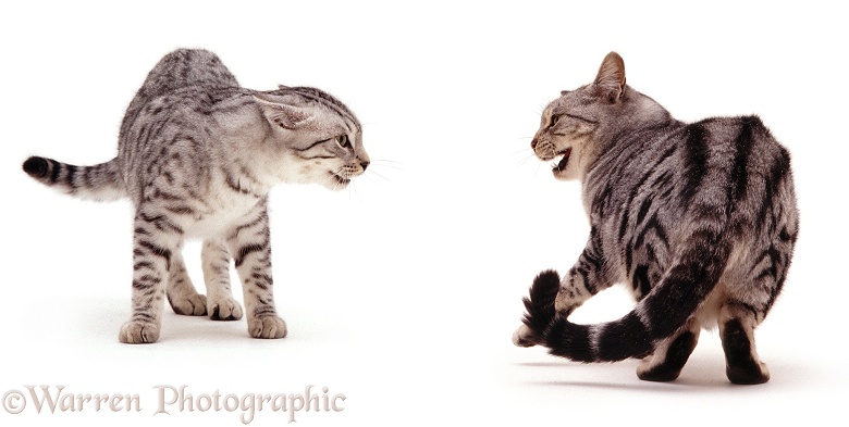 Aggressive silver tabby cats, white background