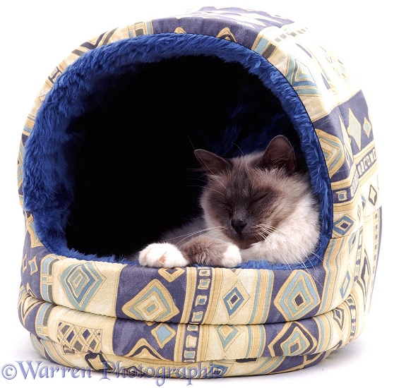 Elderly Blue Birman female cat Chinarose asleep in an igloo bed, white background