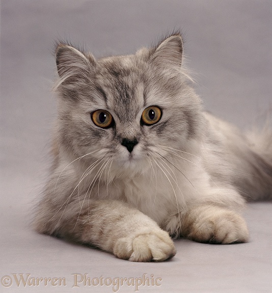 Portrait of Silver longhair cat Electra