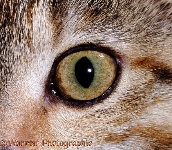 Eye of a tabby female cat, 5 months old
