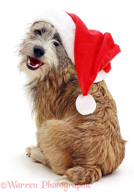 Jack Russell Terrier cross, Jorge with a father Christmas hat on, white background