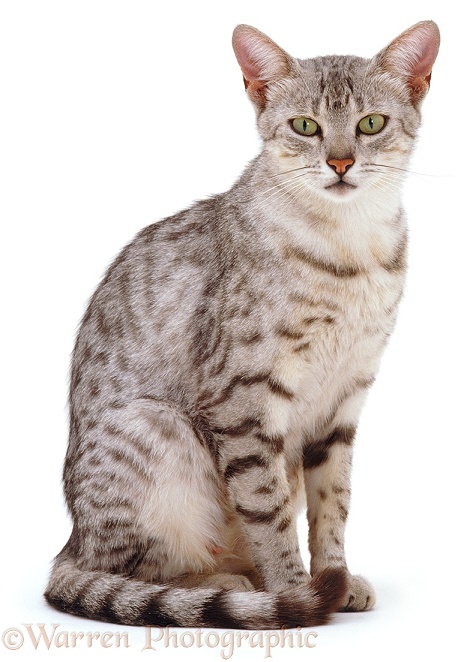 Silver Egyptian Mau female cat Holly, sitting, white background