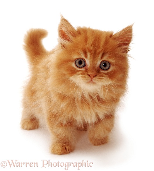 Ginger kitten, Mr Rochester, white background