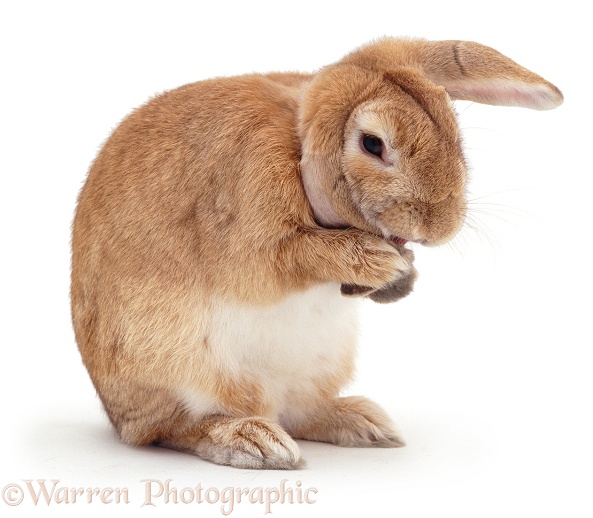 Sandy Lop doe rabbit, Lottie, licking the end of an ear to clean it, white background