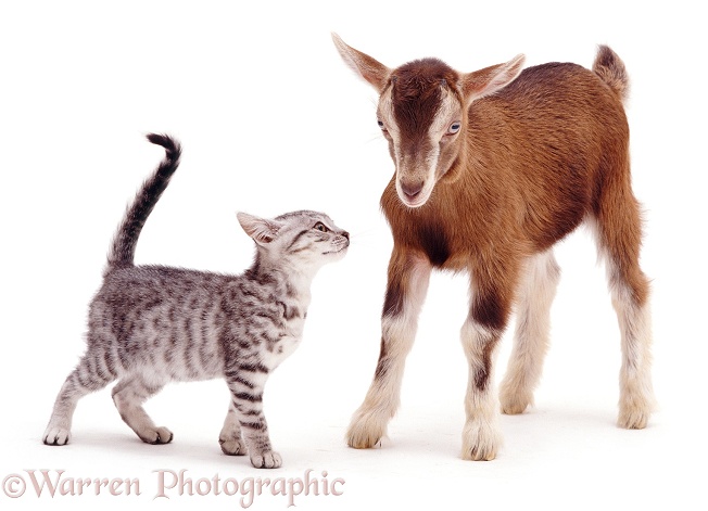 Silver spotted kitten Zep meets Toggenburg kid, white background