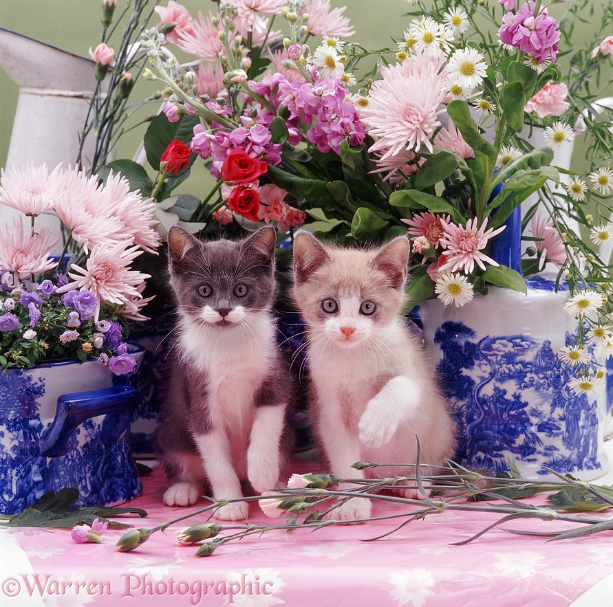 Two Hyacinth kittens on a florist's table, with blue-patterned pots and pink Chrysanthemums etc