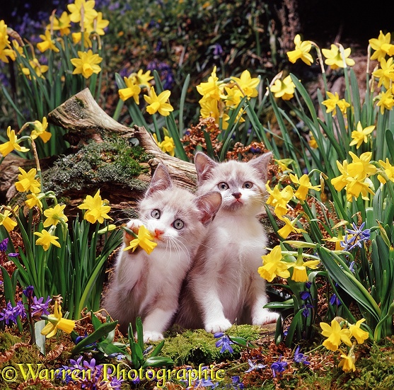 Two lilac-and-white Burmese-cross Hyacinth kittens among Daffodils