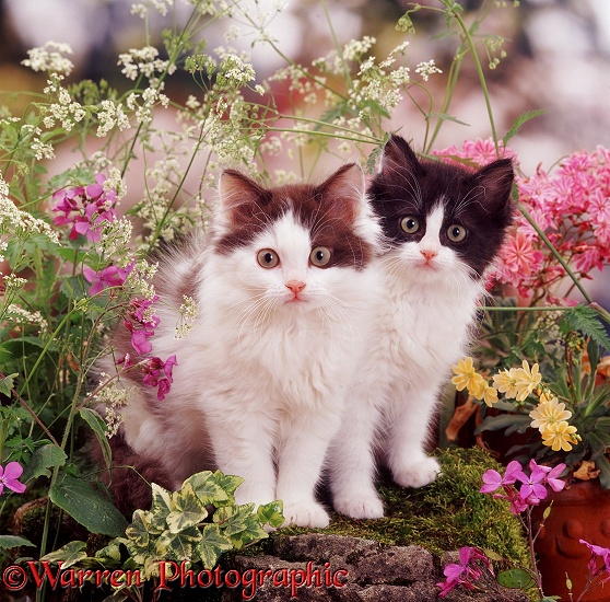 Chocolate- and blue-bicolour kittens among late spring flowers