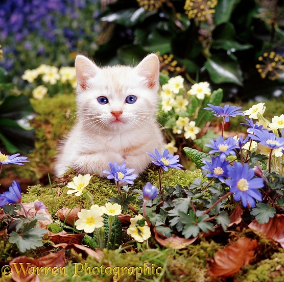 Cream Burmese kitten among blue Wood Anemones and Primroses