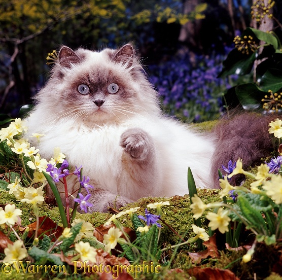 Colourpoint longhaired kitten Scilla with Primroses and Scillas