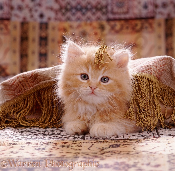 Portrait of red Persian-cross kitten (Cosmos x Specs) has been playing under a fringed cover. 8 weeks old