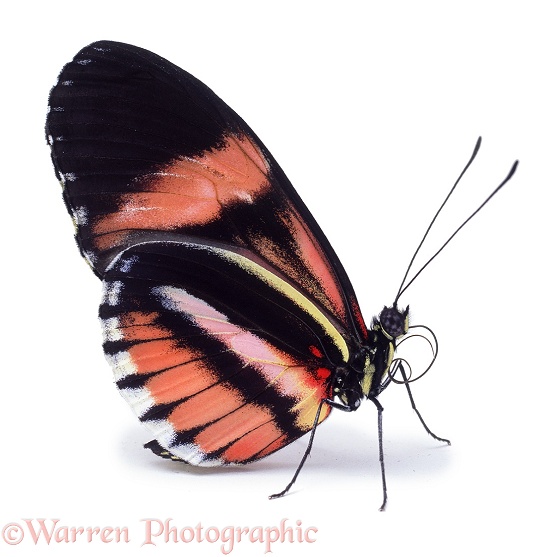 Heliconius Butterfly (Heliconius species), white background