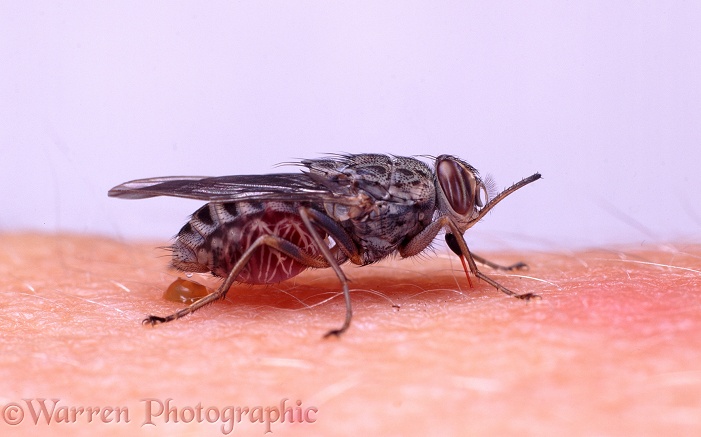 Tsetse Fly (Glossina morsitans) sucking blood from a human arm, white background