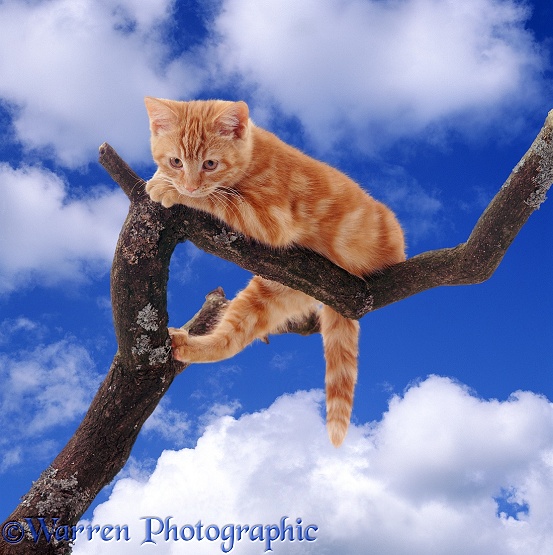 Ginger kitten looking down from a high branch
