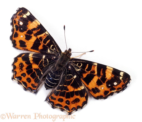 European Map Butterfly (Araschnia levana) spring colour form, white background