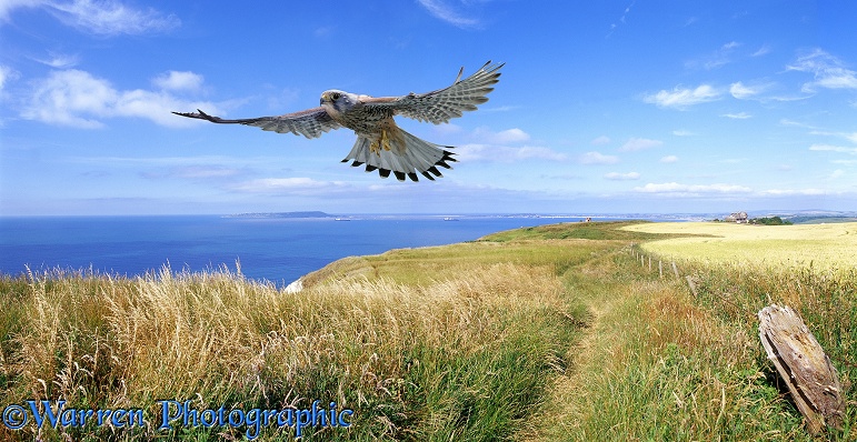 Kestrel (Falco tinnunculus) male flying over sea cliffs.  Europe, Africa