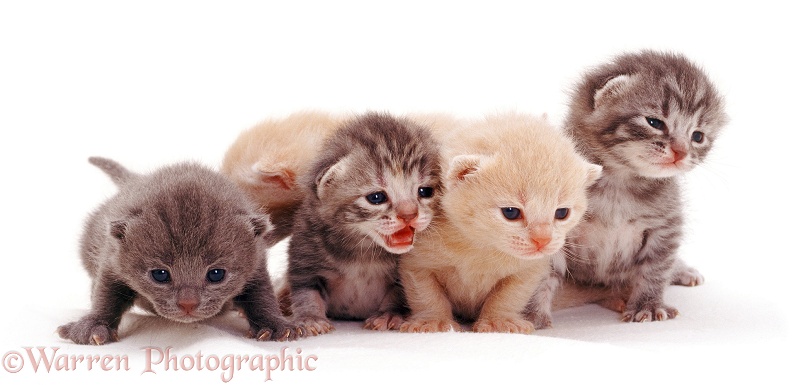 Four kittens, 2 weeks old, white background