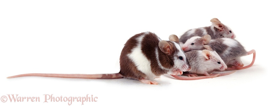 Skewbald mouse with babies, white background