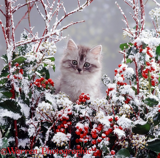 Portrait of fluffy silver tabby kitten MK III with snowy holly and ivy berries