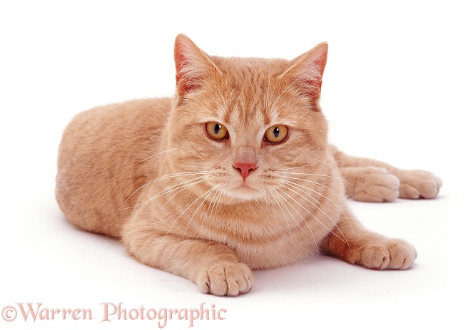 Cream British Shorthair male cat, Horatio, white background