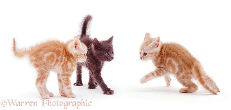 Kittens in witch's cats play display, white background