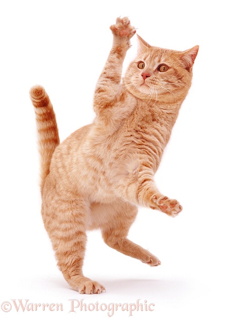 Cream British Shorthair male cat Horatio 'dancing', white background