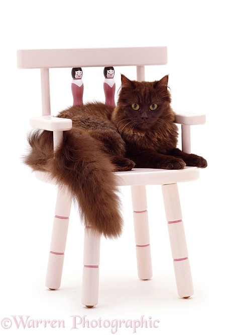 Chocolate Persian-cross female cat Chloe, 6 months old, on a pink child's chair, white background