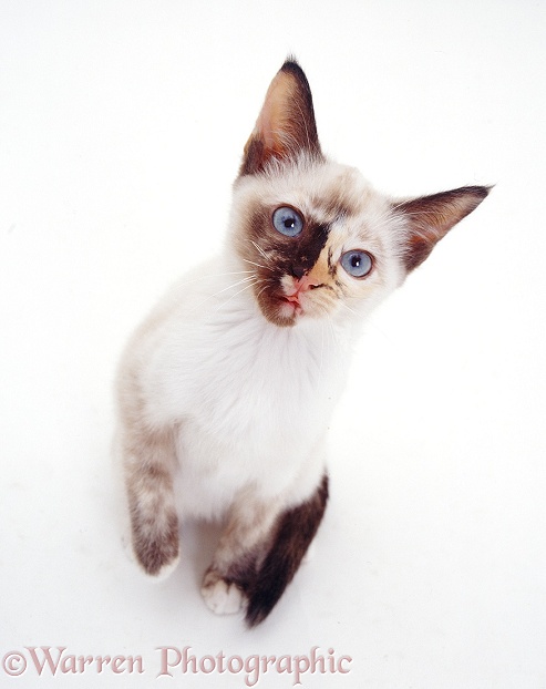 Tortie-point Burmese-cross catten, 13 weeks old, looking up, white background